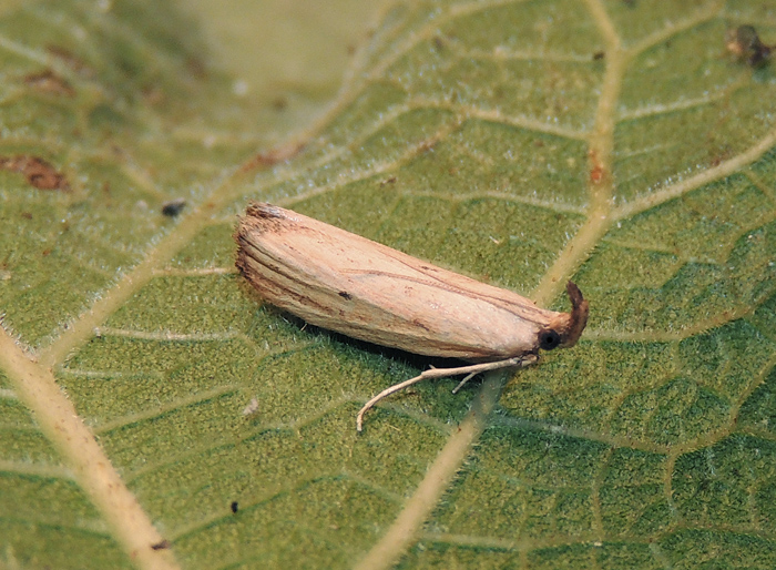 Hypsotroba limbella Pyralidae